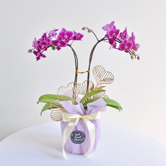 Mini Fresh Phalaenopsis Orchid| Fresh Flower Same Delivery