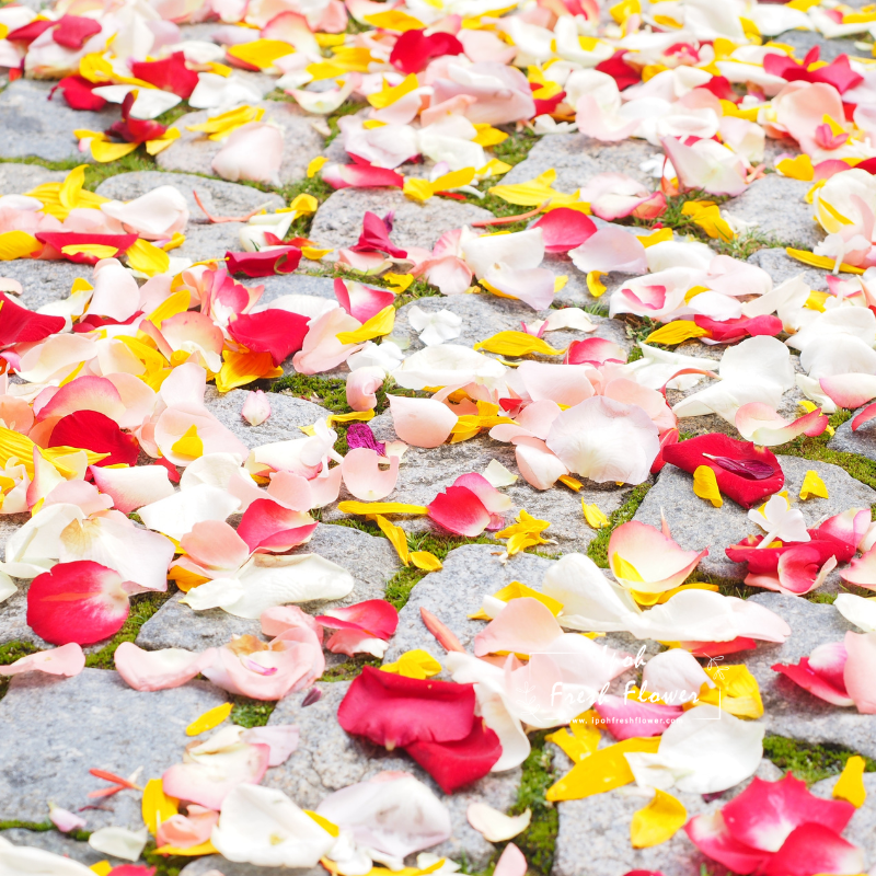 Roses Petals| Add On Gift Ipoh Taiping| Perak Florist