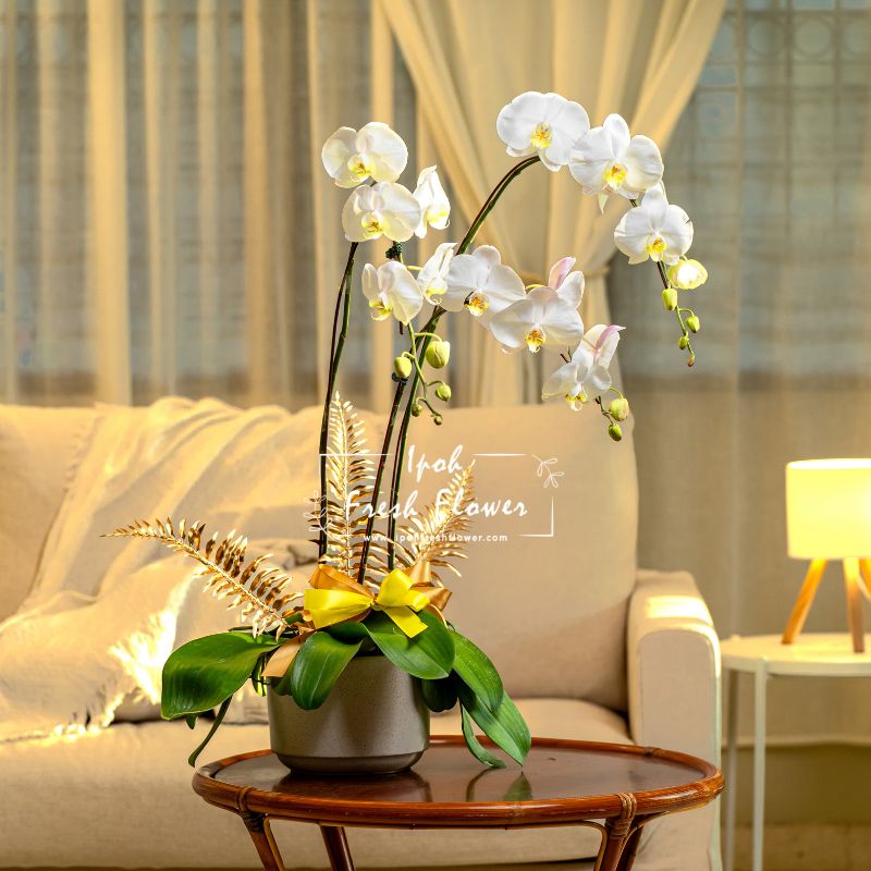 White Fresh Phalaenopsis Orchid| Flower Delivery Online