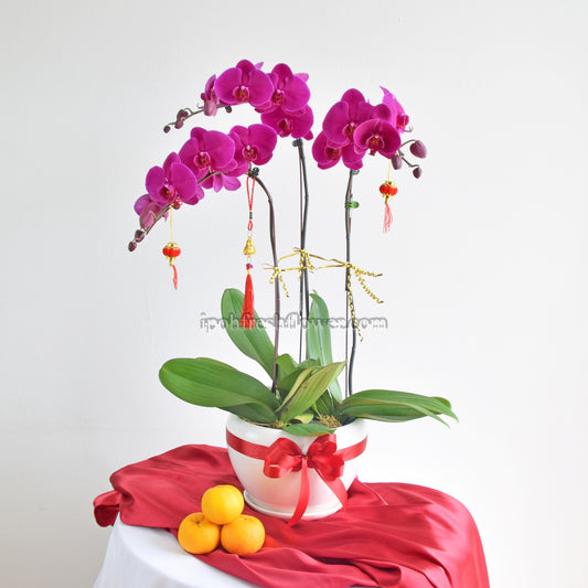 Fresh Phalaenopsis Orchid| Flower Delivery Online