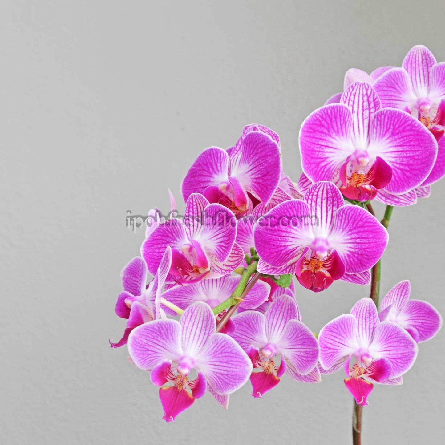 Mini Fresh Phalaenopsis Orchid| Flower Delivery Online