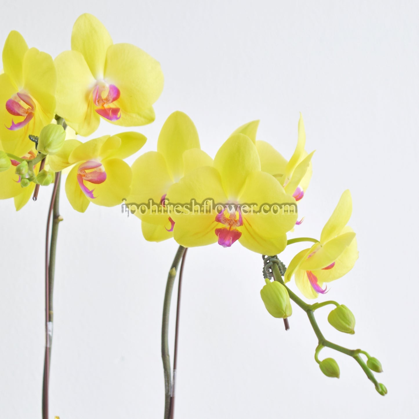 Fresh Phalaenopsis Orchid| Flower Delivery Online