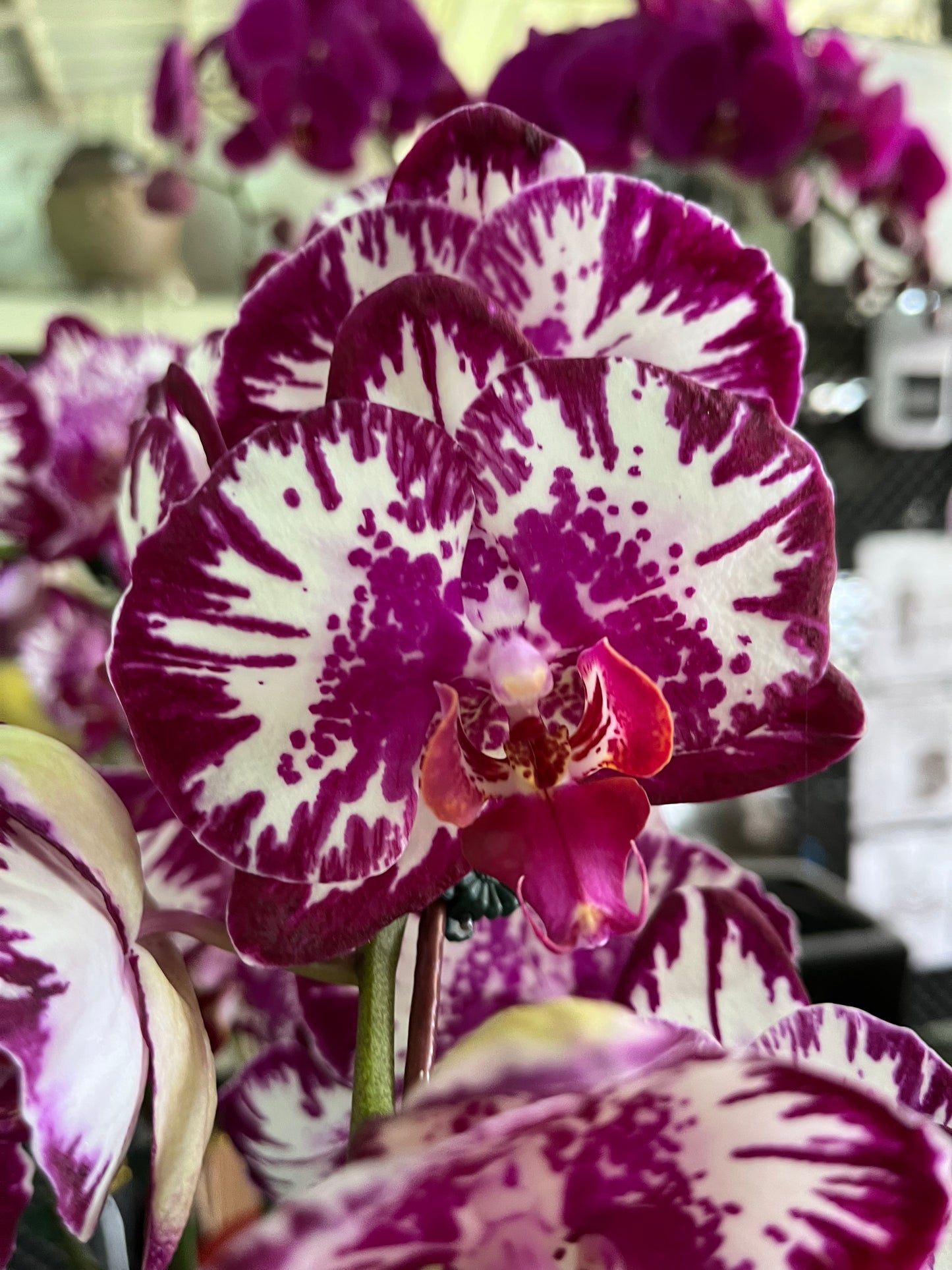 Purple Phalaenopsis Orchid- 5 stalks