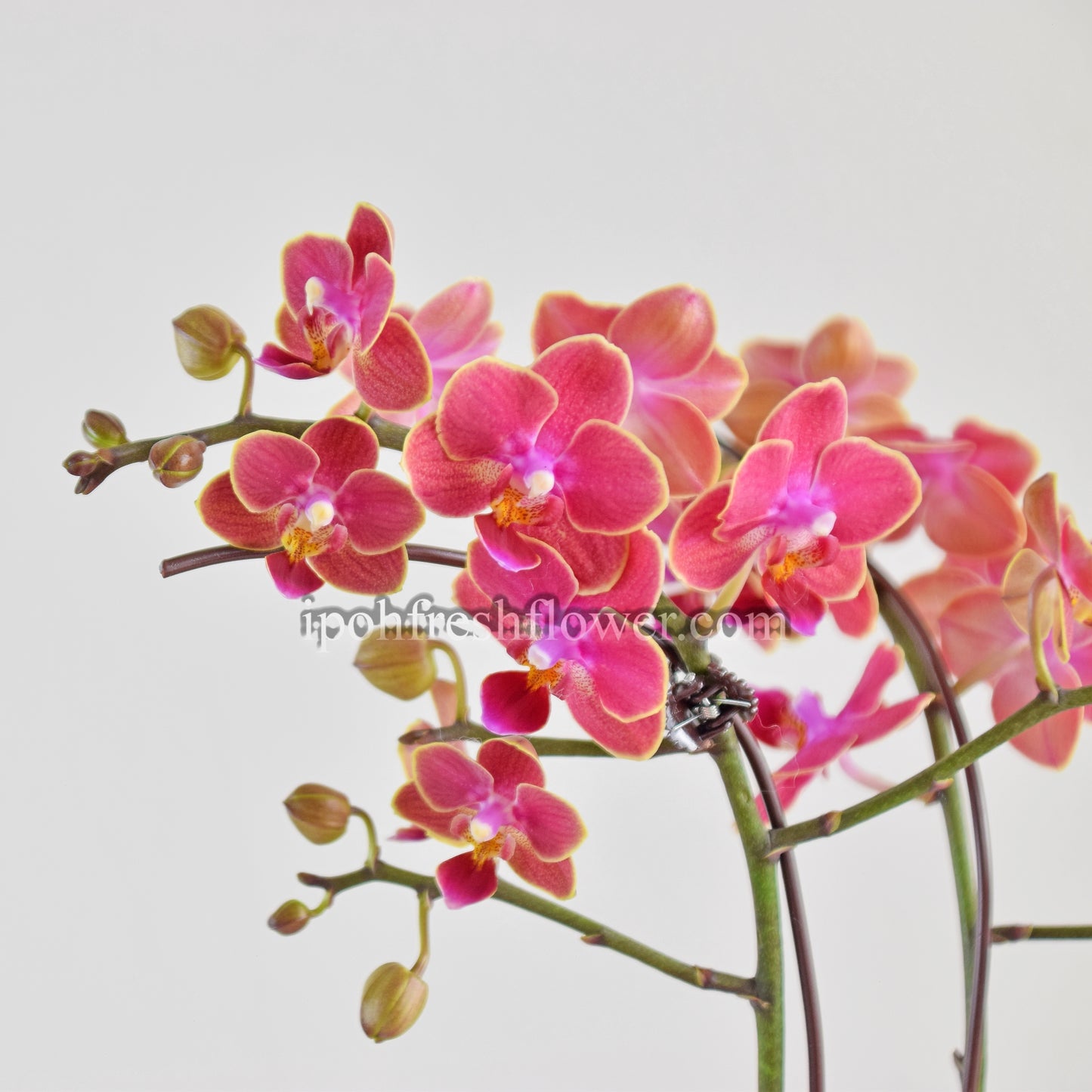 Mini Fresh Phalaenopsis Orchid- Sunset colour