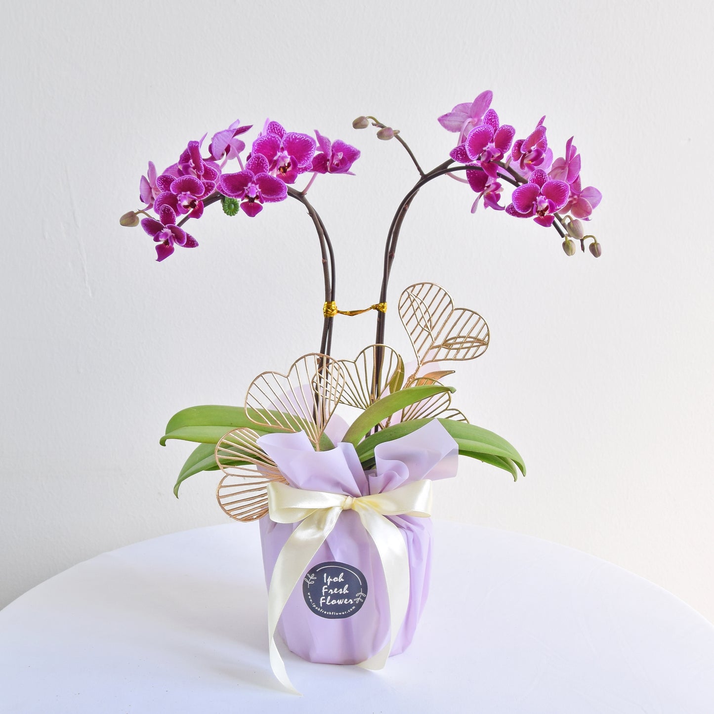 Mini Fresh Phalaenopsis Orchid| Fresh Flower Same Delivery