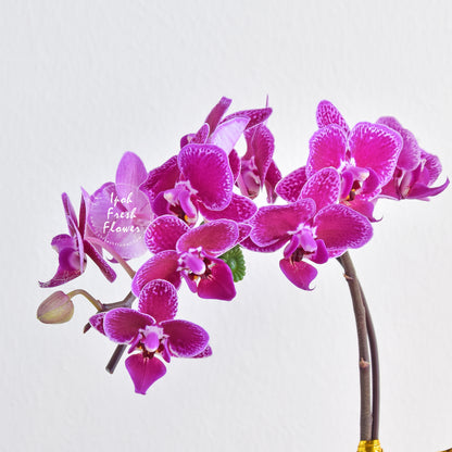 Mini Fresh Phalaenopsis Orchid| Fresh Flower Same Delivery