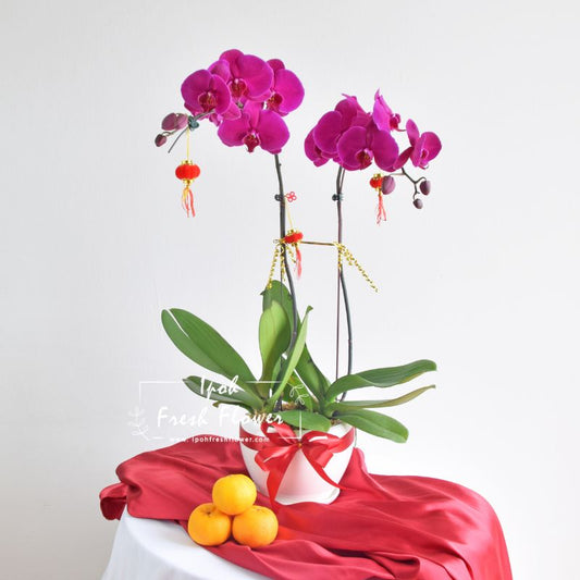 Fresh Phalaenopsis Orchid| Flower Delivery Online Ipoh