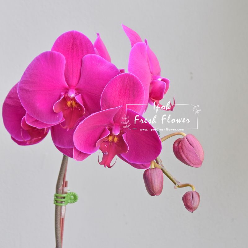 Fresh Phalaenopsis Orchid| Flower Delivery Online Ipoh