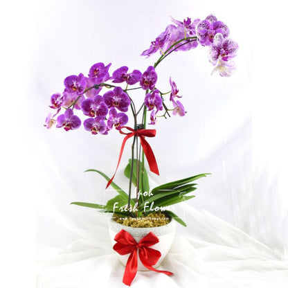 Fresh Phalaenopsis Orchid| Flower Delivery Online Ipoh