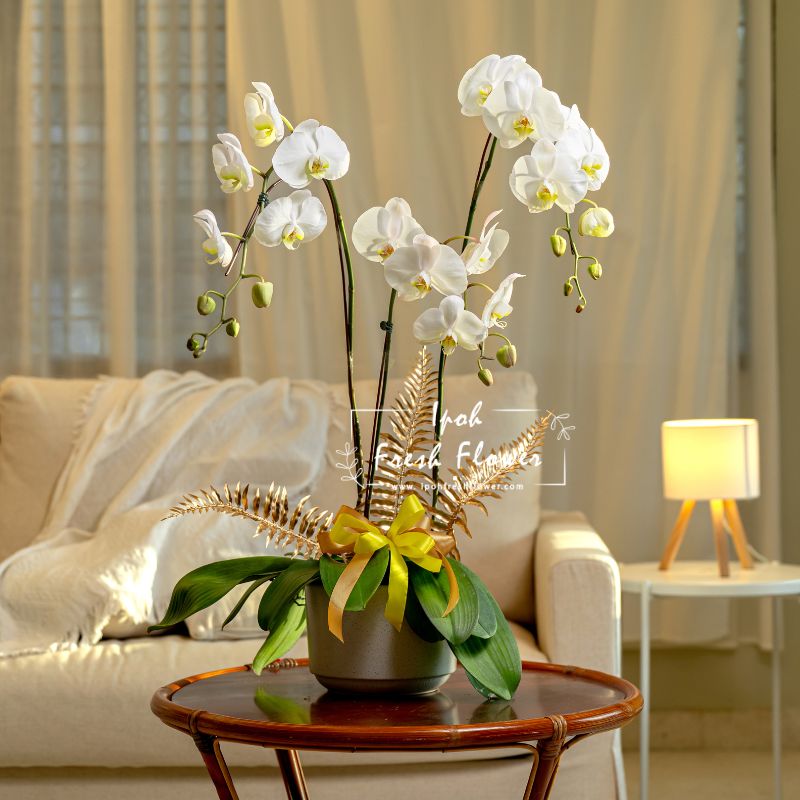 White Fresh Phalaenopsis Orchid| Flower Delivery Online