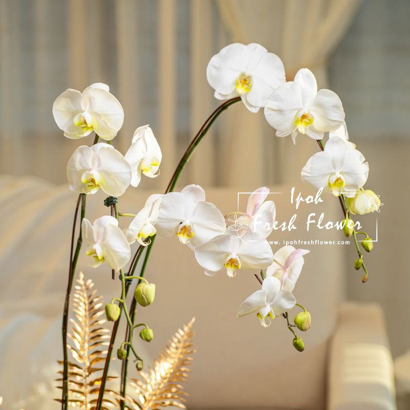 White Fresh Phalaenopsis Orchid| Flower Delivery Online