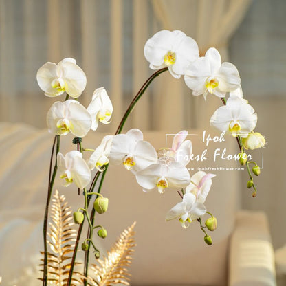 White Fresh Phalaenopsis Orchid| Flower Delivery Online