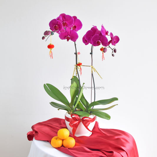 Fresh Phalaenopsis Orchid| Flower Delivery Online