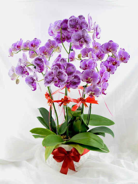 Fresh Phalaenopsis Orchid| Flower Delivery Online