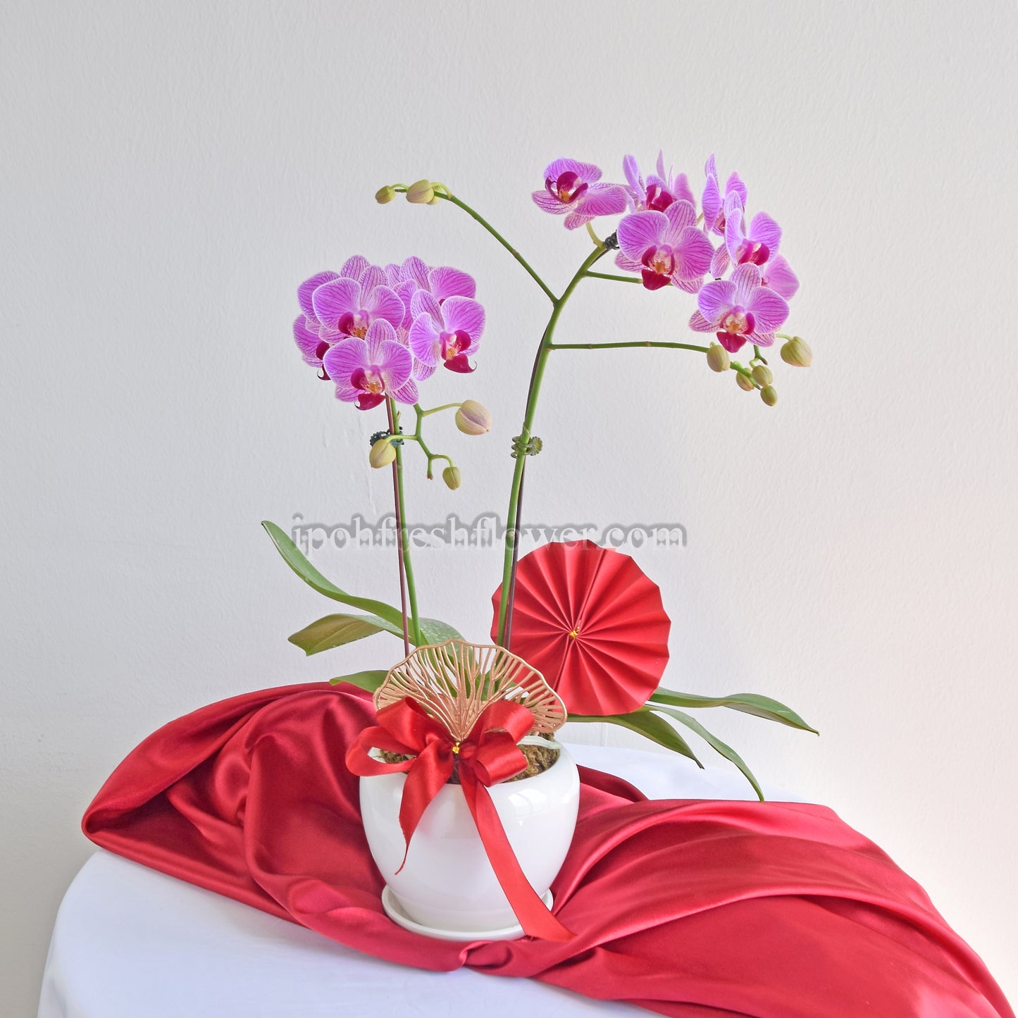 Mini Fresh Phalaenopsis Orchid| Flower Delivery Online