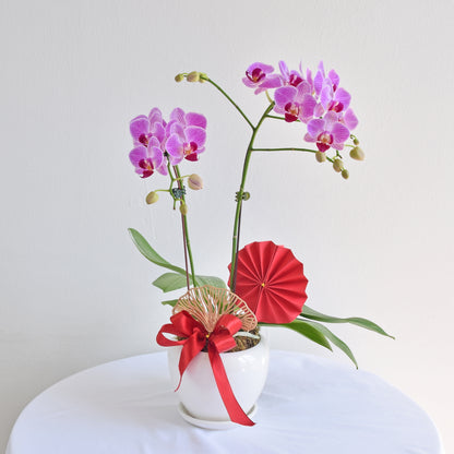Mini Fresh Phalaenopsis Orchid| Flower Delivery Online