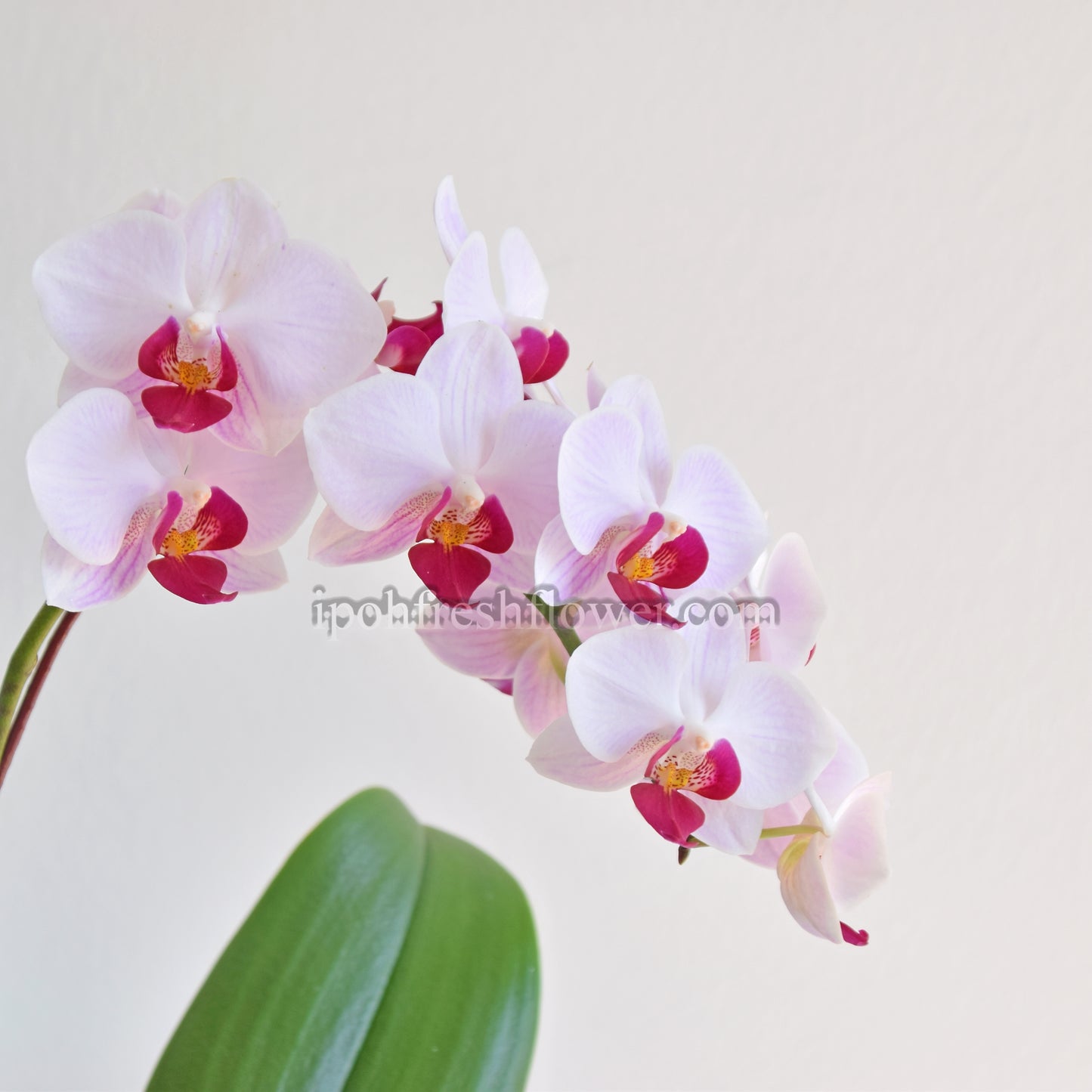 Mini Fresh Phalaenopsis Orchid Sakura No.1| Flower Delivery Online
