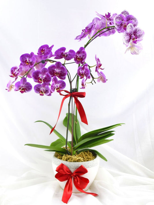 Fresh Phalaenopsis Orchid| Flower Delivery Online