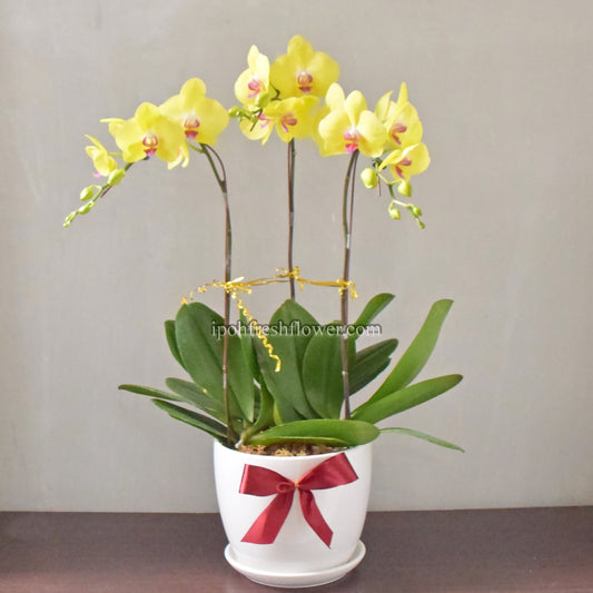 Fresh Phalaenopsis Orchid| Flower Delivery Online