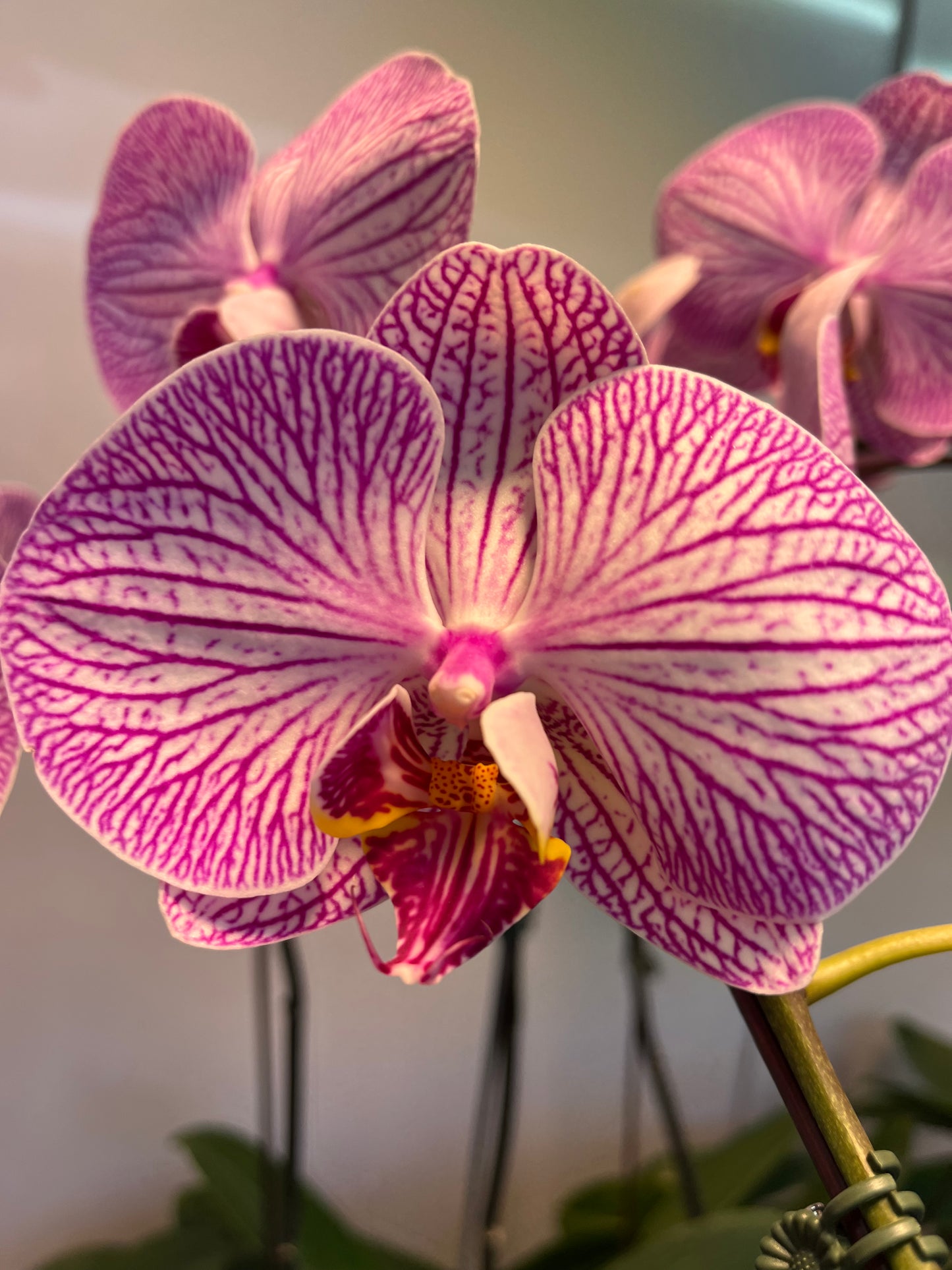 Purple Phalaenopsis Orchid- 5 stalks