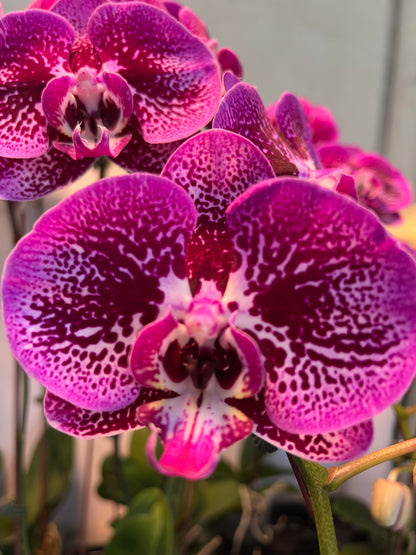 Purple Phalaenopsis Orchid- 5 stalks