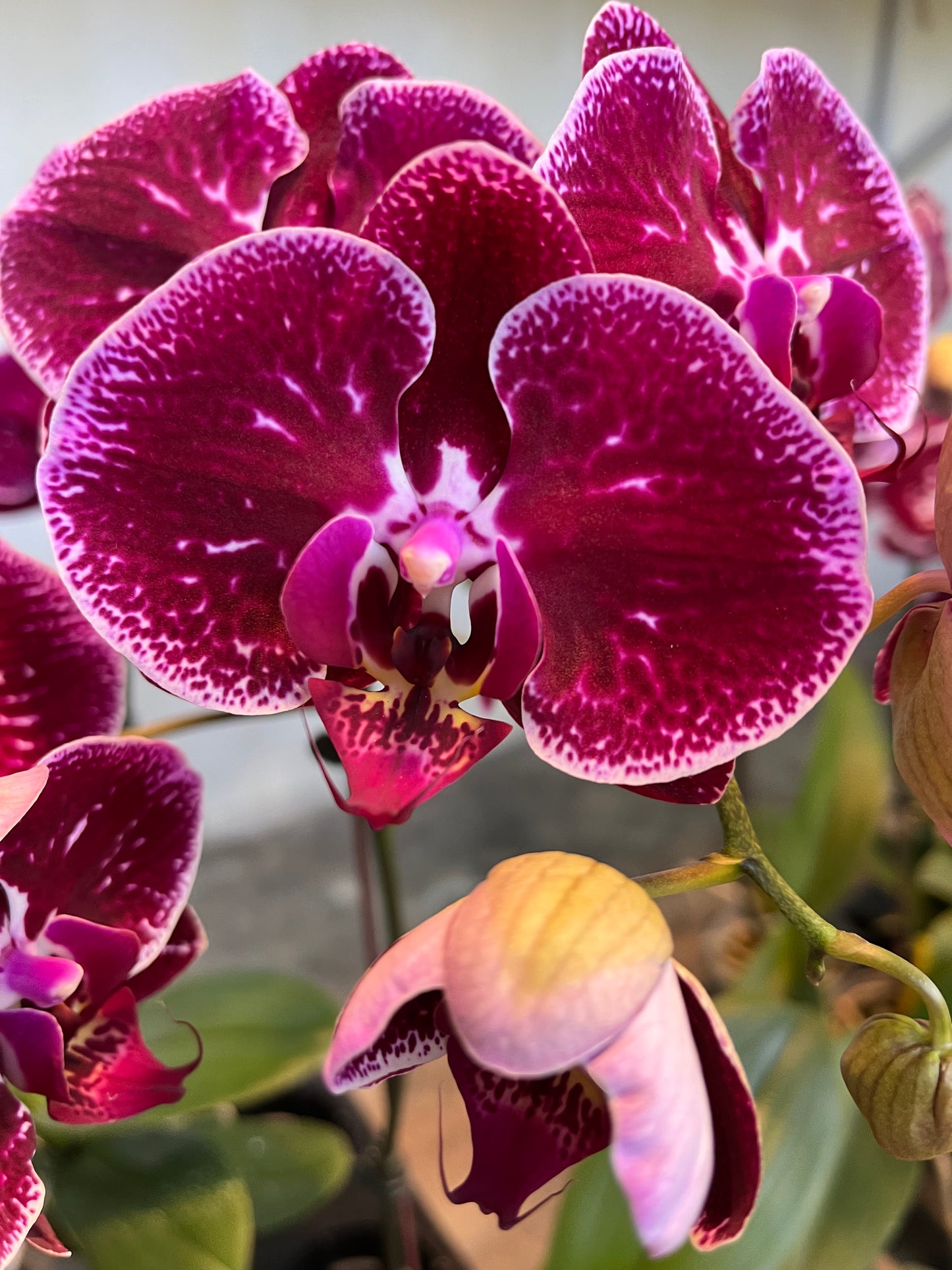 Purple Phalaenopsis Orchid- 5 stalks